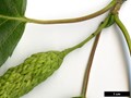 SpeciesSub: subsp. jacquemontii 'Doorenbos' SpeciesSub: subsp. jacquemontii 'Doorenbos'